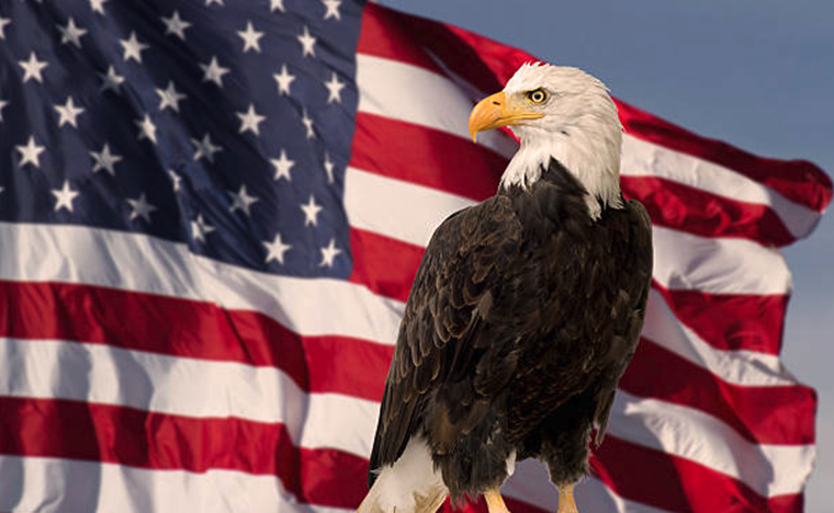Eagle with American Flag Image